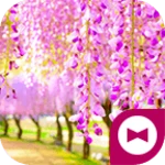 Logo of Benifuji Flowers android Application 